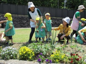 うんとこしょ！！わあ、おおきいな。