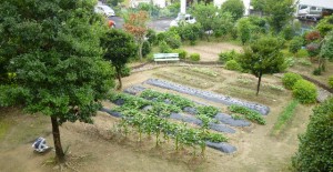 野菜が育つ風景