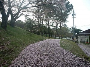 桜道