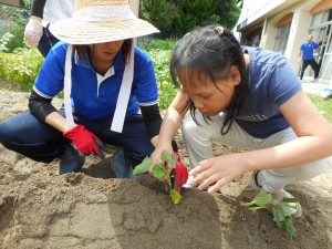 苗の植え付け