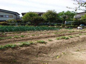 季節野菜が賑わう畑