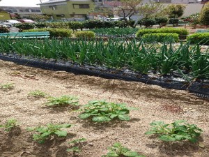 季節野菜が賑わう畑