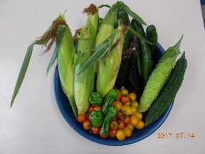 夏野菜収穫