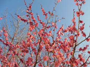 見事な梅の花☆